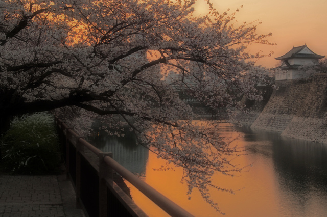 日暮れ櫻の画像(写真) 日暮れ櫻の画像(写真)