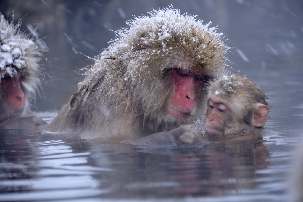 画像 動物もやっぱり寒い・・・温泉に入る動物たち NAVER まとめ