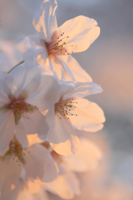 夕桜の画像(写真) 夕桜の画像(写真)
