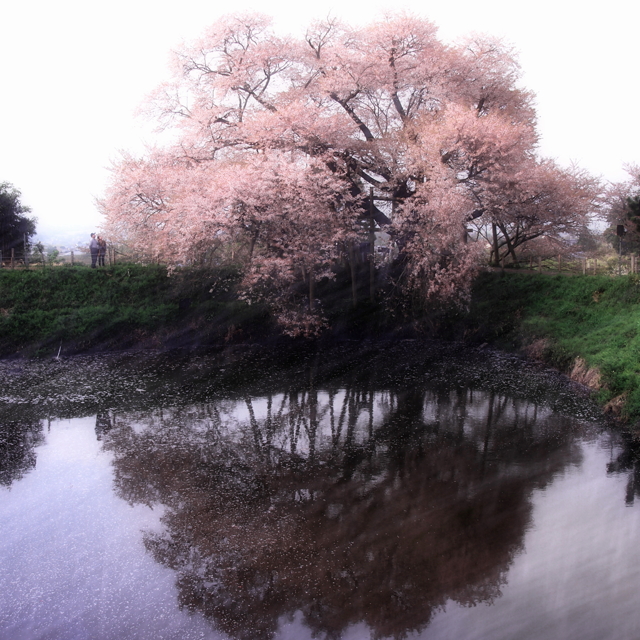 風になりたいの画像(写真) 風になりたいの画像(写真)