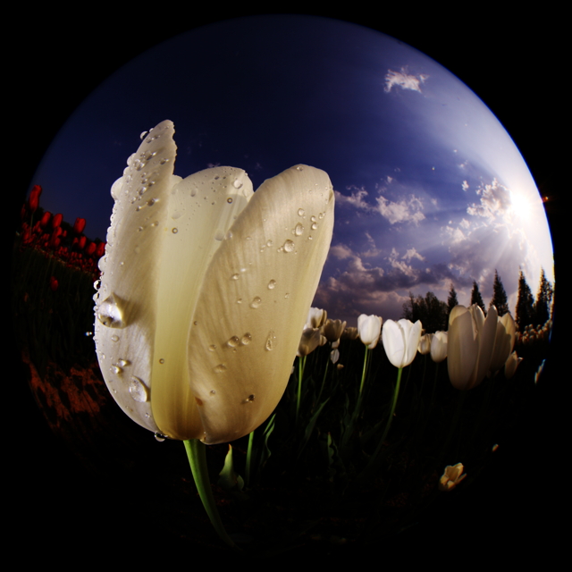 PLANET TULIPの画像(写真) PLANET TULIPの画像(写真)