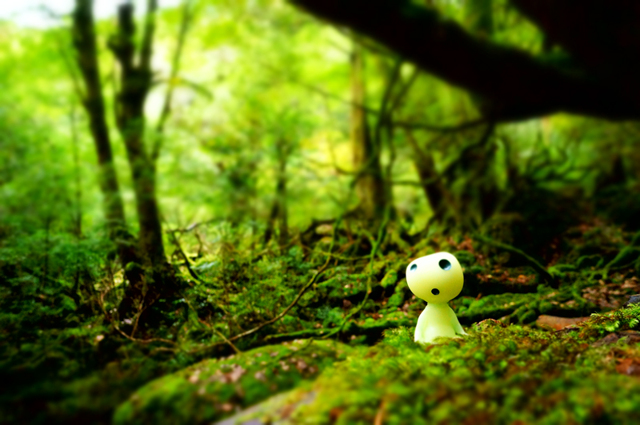 こだまの画像(写真) こだまの画像(写真)