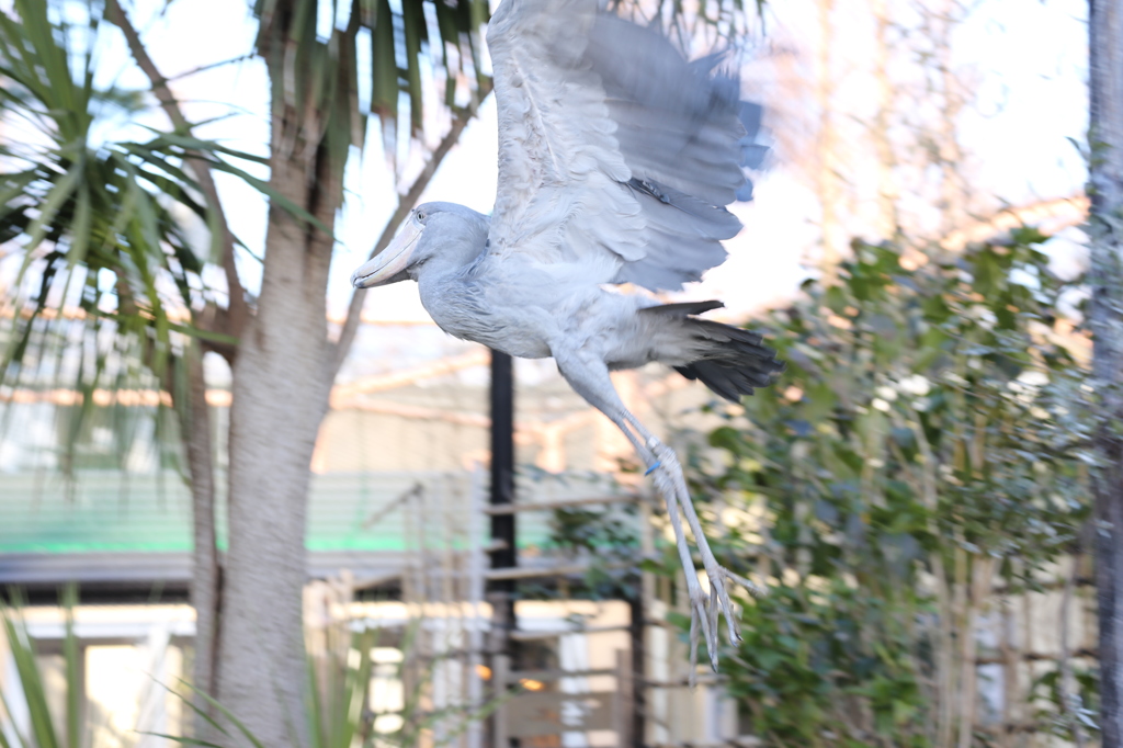 ハシビロコウ飛ぶ!