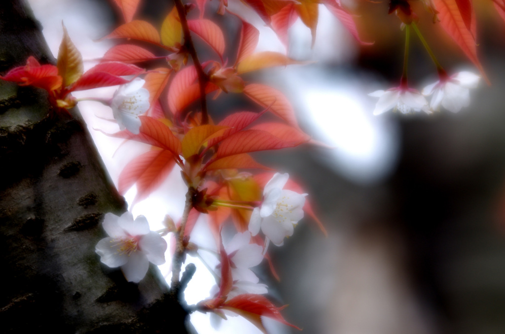 桜燃ゆ 桜燃ゆ