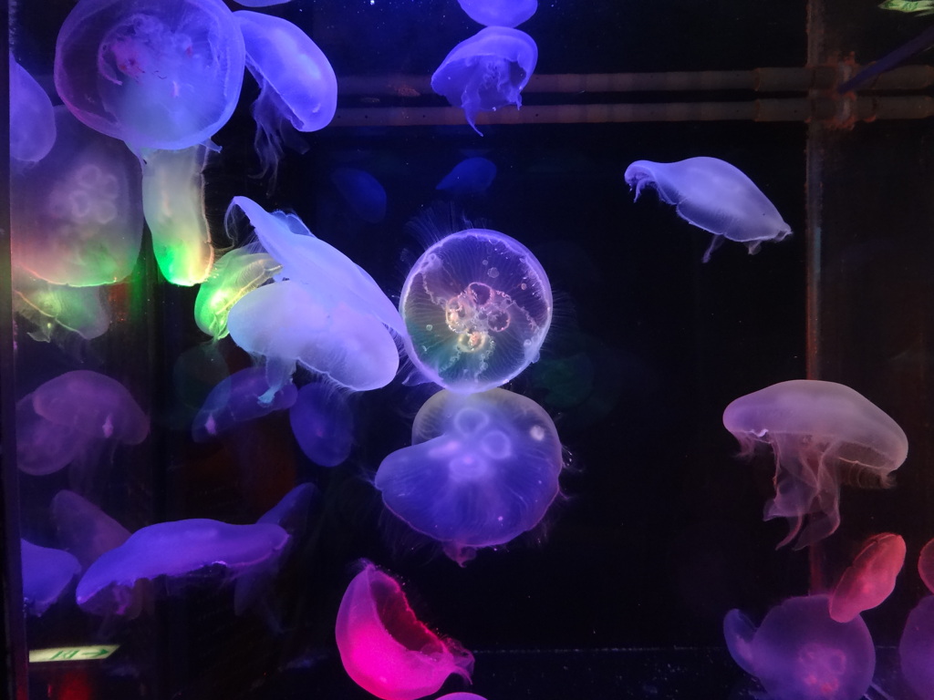 海月 by ☆piroko☆ （ID：1696818） 写真共有サイトPHOTOHITO
