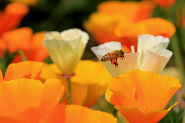 花よりダンゴの画像(写真) 花よりダンゴの画像(写真)