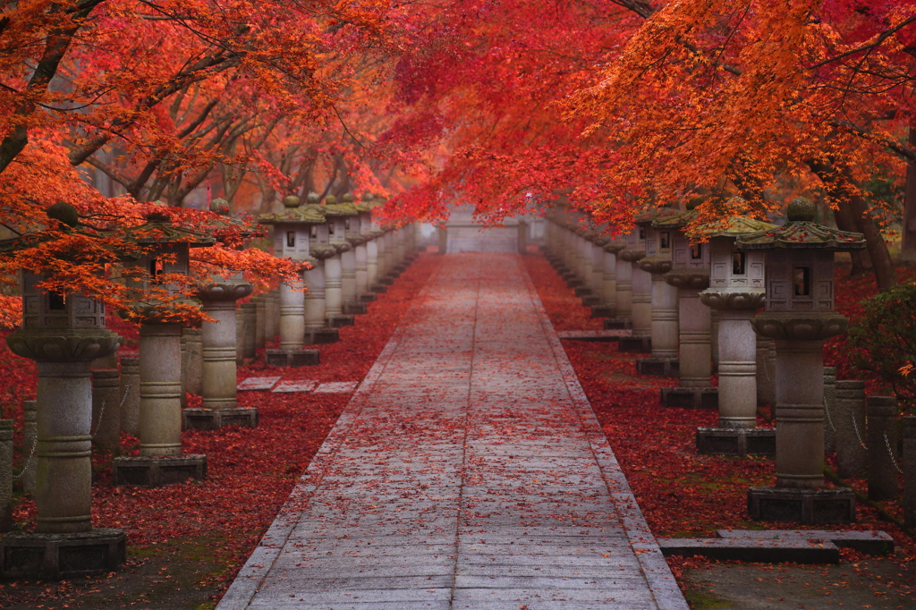 『朝霧の参道』
