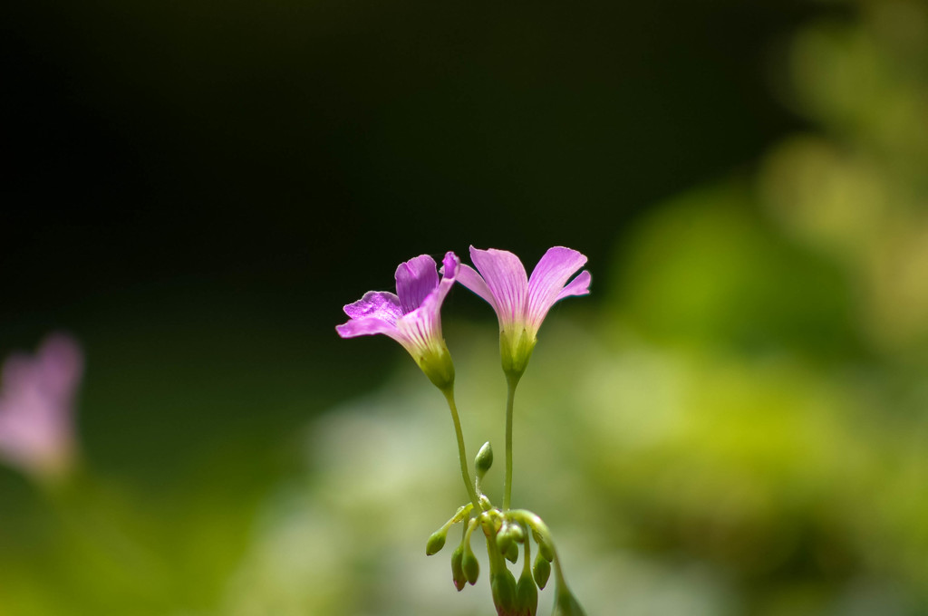 小春日和の写真(画像) 写真ID:5577358- 写真共