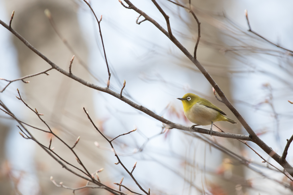 ウグイスとの混同の写真(画像) 写真ID:556854