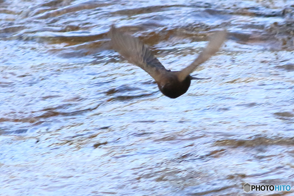 飞翔 3 by 十人十色 (ID:6371299) - 写真共有サイト:PHOTOHITO