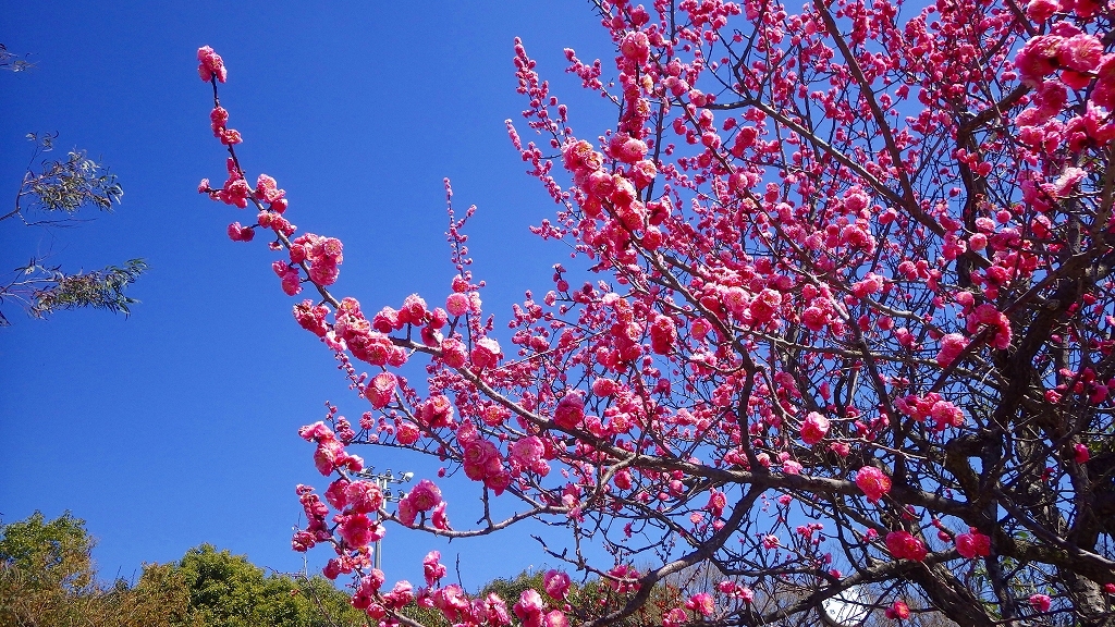 春快晴の写真(画像) 写真ID:5423619- 写真共有