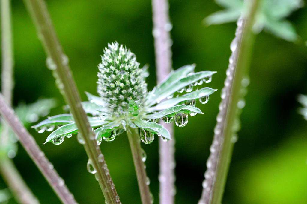 五月雨-Ⅲの写真(画像) 写真ID:5610361- 写真共
