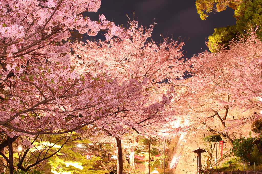纪三井寺 夜桜の写真(画像) 写真ID:5483779- 写