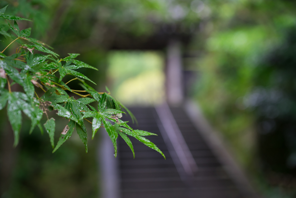 雨の円覚寺