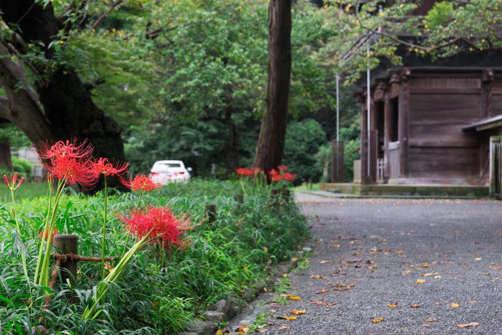 彼岸花の季節 称名寺