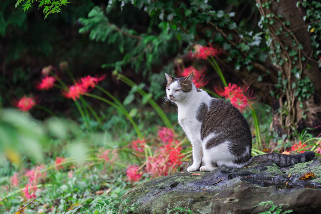 彼岸花の季節 称名寺