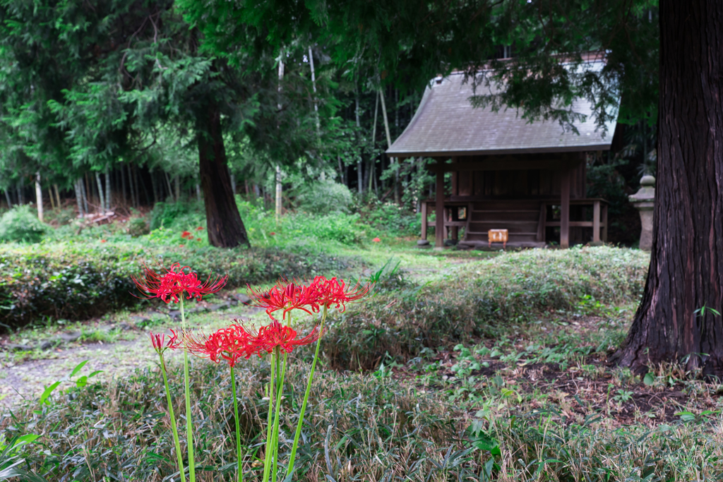 彼岸花の季節 称名寺