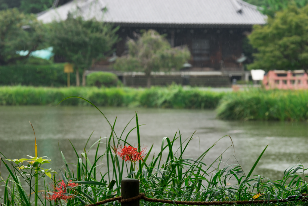 彼岸花の季節 称名寺