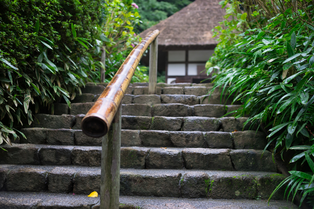 雨の明月院