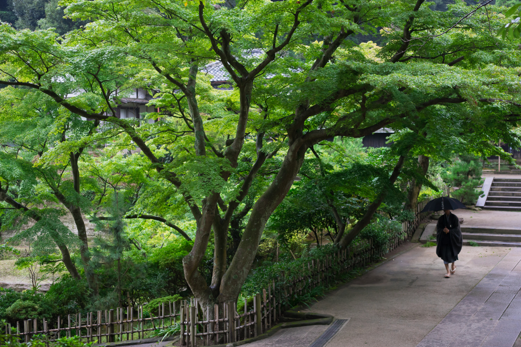 雨の円覚寺