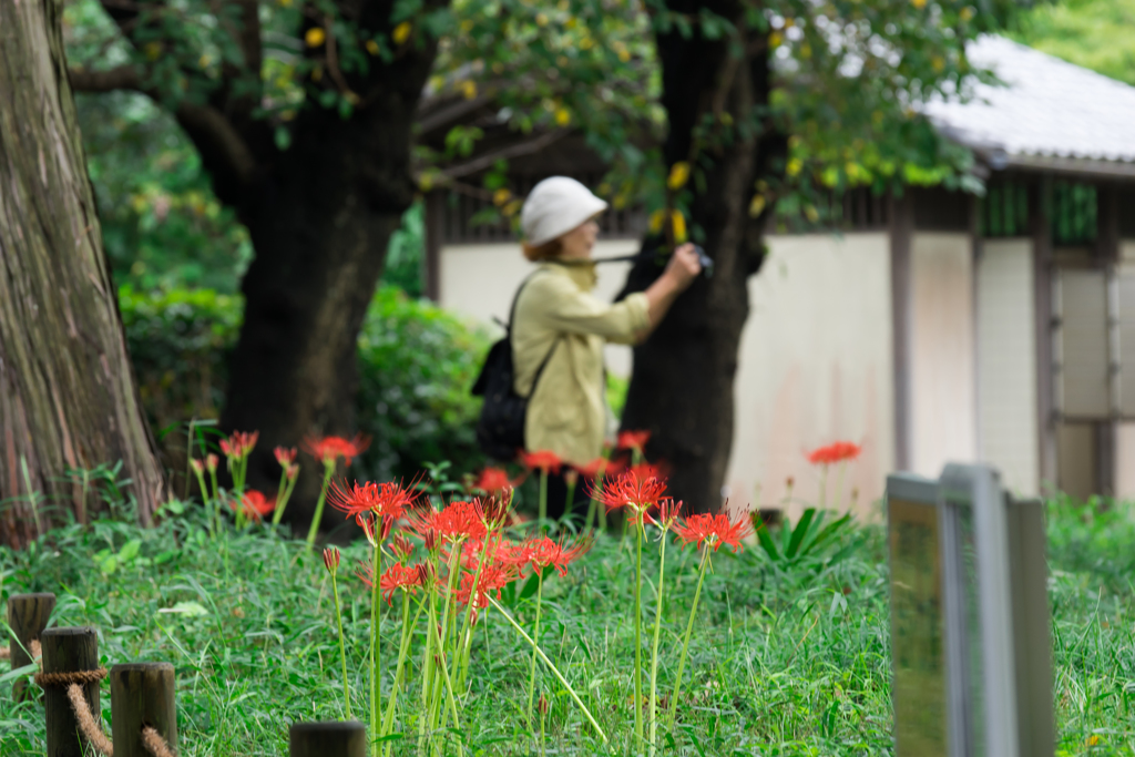 彼岸花の季節 称名寺