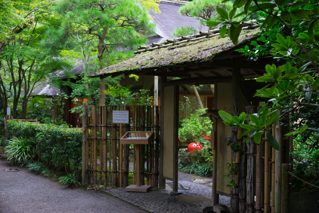 雨の明月院