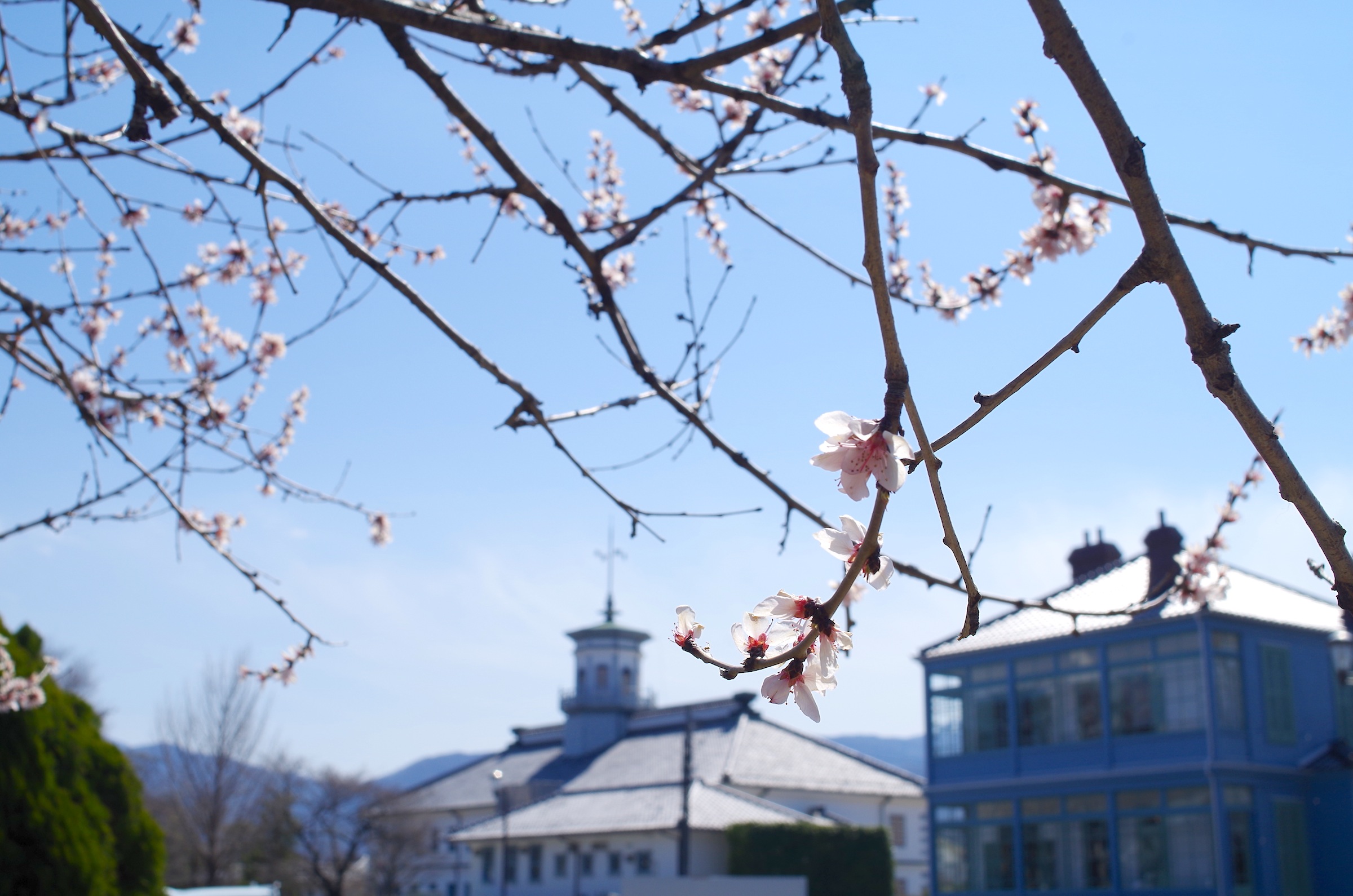 魯桃桜と旧開智学校