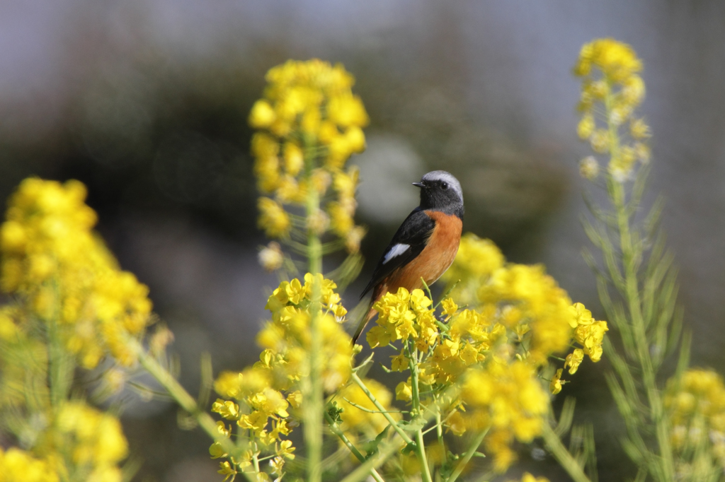 「ジョウビタキと菜の花」の画像検索結果