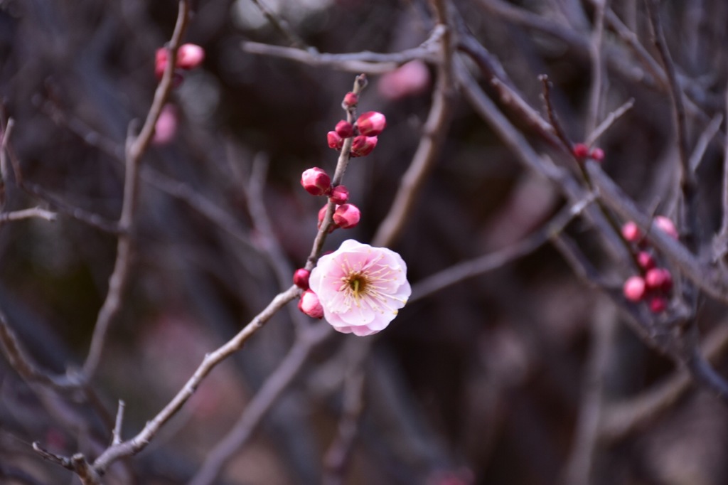 なごみ-4の写真(画像) 写真ID:5286113- 写真共